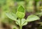 Close up view of Plectranthus amboinicus or Mexican mint plant in a botanical garden