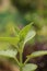 Close up view of Plectranthus amboinicus or Mexican mint plant in a botanical garden