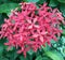 Close-up view of the plentiful blooming tubular pink star shaped jasmine flowers