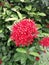 Close-up view of the plentiful blooming tubular red star shaped jasmine flowers