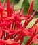 Close-up view of the plentiful blooming tubular red star shaped jasmine flowers