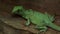 Close up view of the plumed basilisk Basiliscus plumifrons