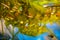 Close-up view of pondweed leaves under water