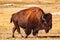 Close-up view of a poor American bison in the dry grass field on a sunny day