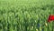 A close-up view of poppies with rye flowers near a farmland field