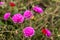 Close-up view of Portulaca, Moss flowers. Roses, pink, red, and others blooming