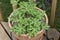 Close up view of a potted rose scented geranium herb plant