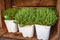 close up view of potted thyme plants with green leaves