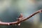 Close up view of a praying male mantis on a leaf in the early spring on the tree branch