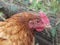 Close-up view of a pretty red hen, Gallus gallus domesticus, near a fence