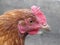 Close-up view of a pretty red hen, Gallus gallus domesticus, with soil on her beak