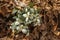 Close up view of pretty white snow trillium wildflowers