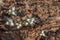 Close up view of pretty white snow trillium wildflowers