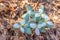 Close up view of pretty white snow trillium wildflowers