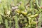 Close-up view of a prickly pear plant