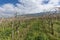 Close-up view of pruned vines tied to a wire trellis, green grass between the rows, vines twisting from the trunk in the vineyard