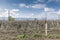 Close-up view of pruned vines tied to a wire trellis, green grass between the rows, vines twisting from the trunk in the vineyard