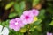 Close up view of purple Catharanthus roseus flower.