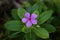 Close up view of purple Catharanthus roseus flowers. Pink Wildflower , Madagascar periwinkle, Vinca flower