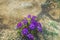 Close up view of purple nemesia flower on dry red soil