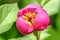 Close-up view of purple-red herbaceous scented flower of blooming Paeonia obovata, commonly known as woodland peony, at bright