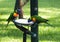 Close up view of Rainbow Lorikeets