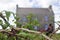 Close up view of raspberry vines growing along a stone wall in rural Ireland with a defocused cottage and blue sky in background