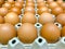 Close-up view of raw chicken eggs in egg box, Eggs from chicken farm in the package