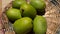 Close up view of raw mangoes gathering