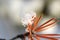 Close up view of real crystal snow flakes on red orange pine needle on defocused background