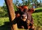 Close-up view of reclining bull in the wild, cow resting on a green field, animal