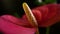 Close up view of red anthurium flower.