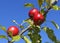 Close-up view of the red apples on a branch of crabapple tree