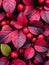 a close up view of red berries on a bush