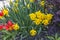 Close up view of red flower lilies and  yellow narcissus on background.