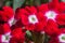 Close up view red flower. Verbena Hybrida