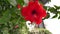 Close-up view of a red hibiscus flower in the garden