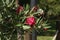 Close up view red oleander or Nerium flower