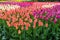 Close up view of red, purple and white tulip bed in the famous Keukenhof Gardens