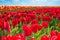 Close-up view of red tulips during sunny day