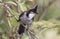 Close-up view of a Red-whiskered bulbul Pycnonotus jocosus