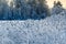 Close-up view of reed in white frost at winter lake shore