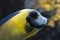 Close-up view of a reef fish`s eyes