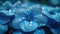Close-up view of refreshing dew drops adorning the delicate petals of blue hydrangea flowers in soft light