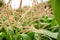 Close up view revealed the intricate beauty of the cornfield with the vibrant green leaves complementing the radiant golden ears