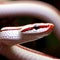 he close-up view reveals the intricate patterns on the Red Milk Snake\'s scales