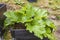 Close up view of rhubarb plants in pallet collar.