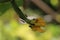 Close up view of Ridge gourd or Luffa flowers and black aunts