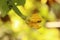 Close up view of Ridge gourd or Luffa flowers, black aunts and yellow background