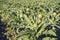 A close up view of ripe Artichoke Cynara cardunculus  in a field